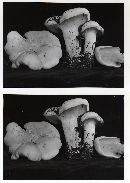 Clitocybe robusta image