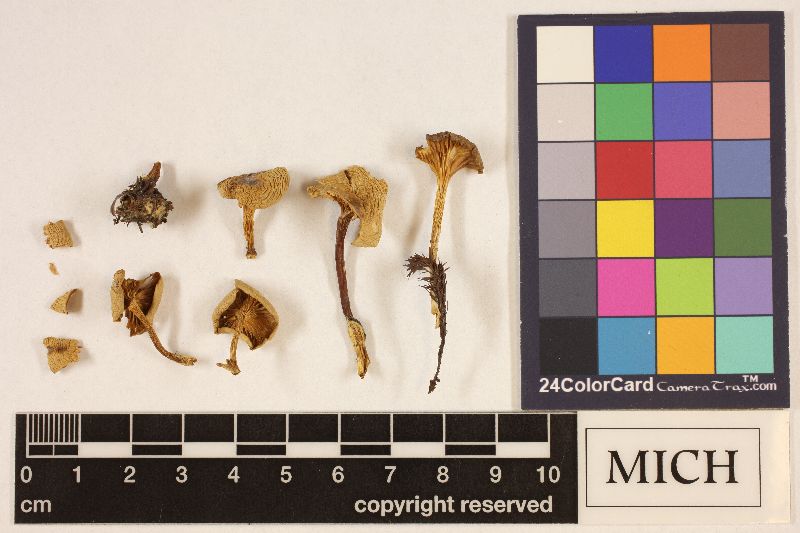 Clitocybe segeolens image