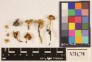 Clitocybe segeolens image