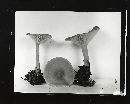 Clitocybe squamulosa image