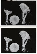 Clitocybe squamulosa image