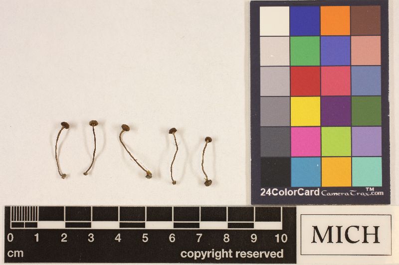 Clitocybe sparsivestita image