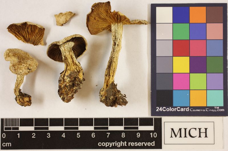 Clitocybe smithii image