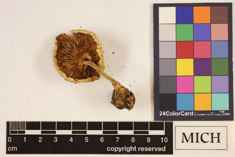 Clitocybe smithii image