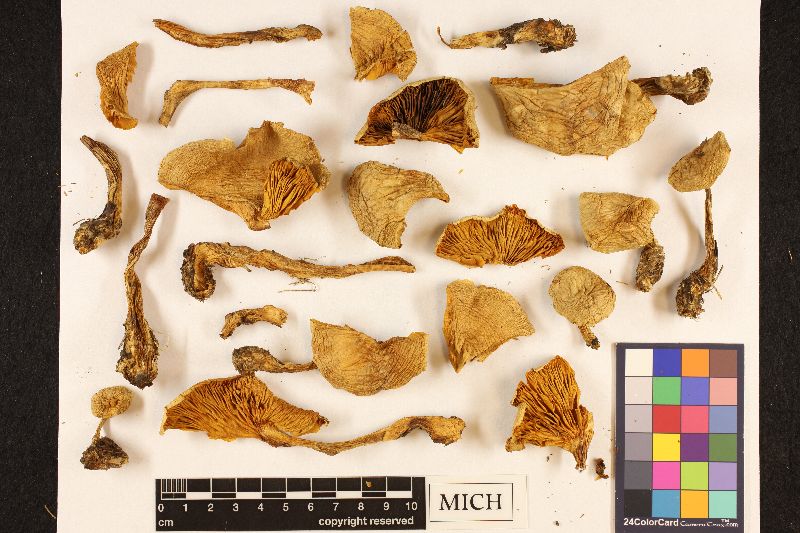 Clitocybe smithii image