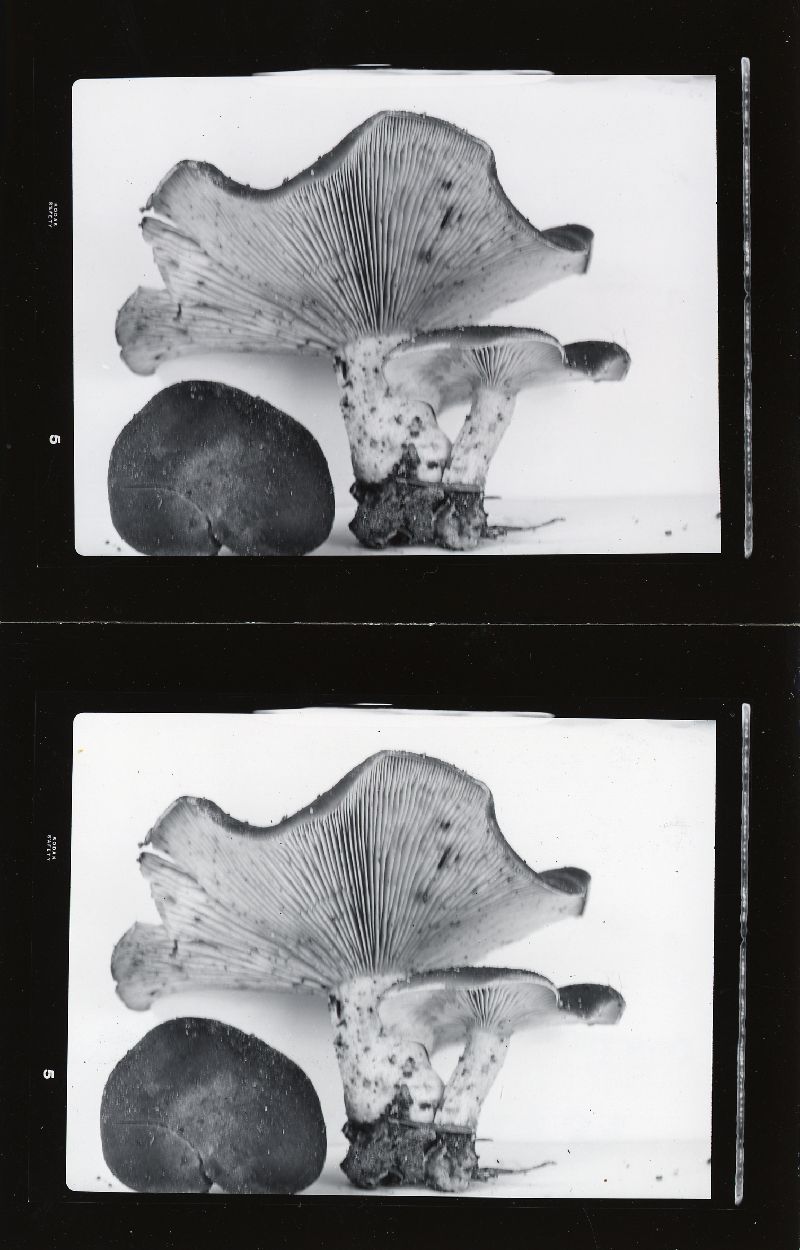 Clitocybe subalpina image