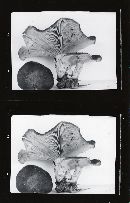 Clitocybe subalpina image