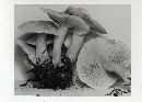 Clitocybe subconnexa image