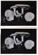 Clitocybe subconnexa image