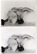 Clitocybe subconnexa image