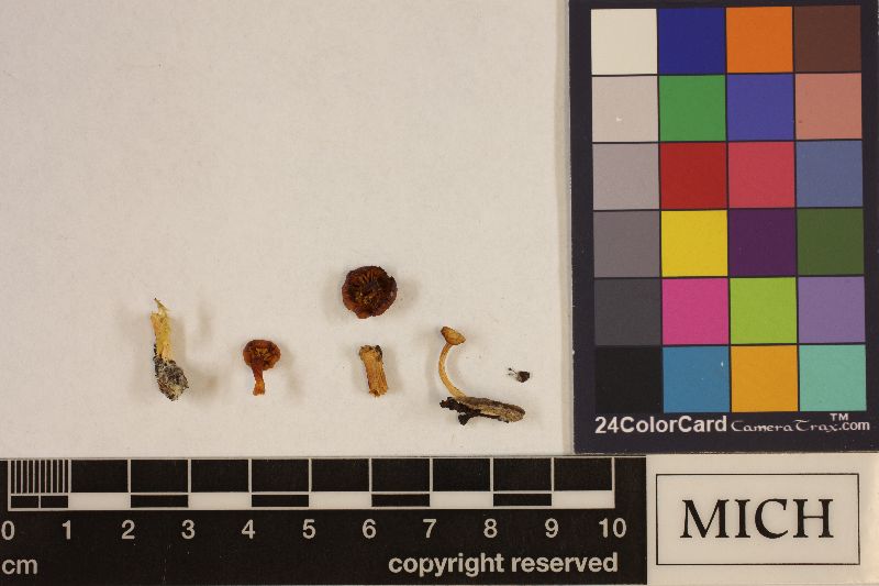 Clitocybe subleptoloma image