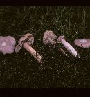 Clitocybe tarda image