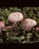 Clitocybe tarda image