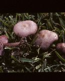 Clitocybe tarda image