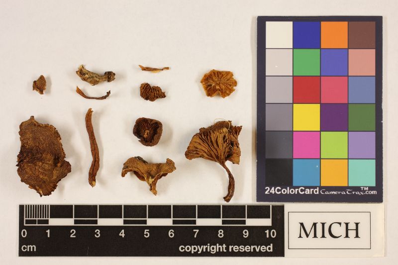 Clitocybe thujana image