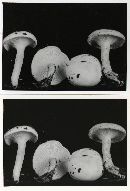 Clitocybe variabilis image