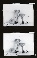 Clitocybe variabilis image