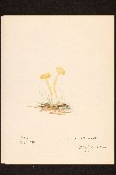 Hygrocybe nitida image