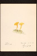 Hygrocybe nitida image