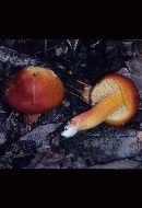 Hygrocybe punicea image