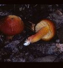 Hygrocybe punicea image