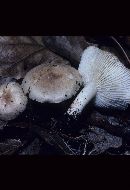 Hygrophorus roseobrunneus image