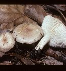 Hygrophorus roseobrunneus image