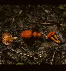 Hygrophorus squamulosus image