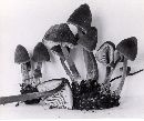 Mycena algeriensis image