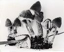 Mycena algeriensis image