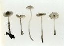 Mycena atkinsoniana image