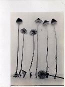 Mycena atroalboides image