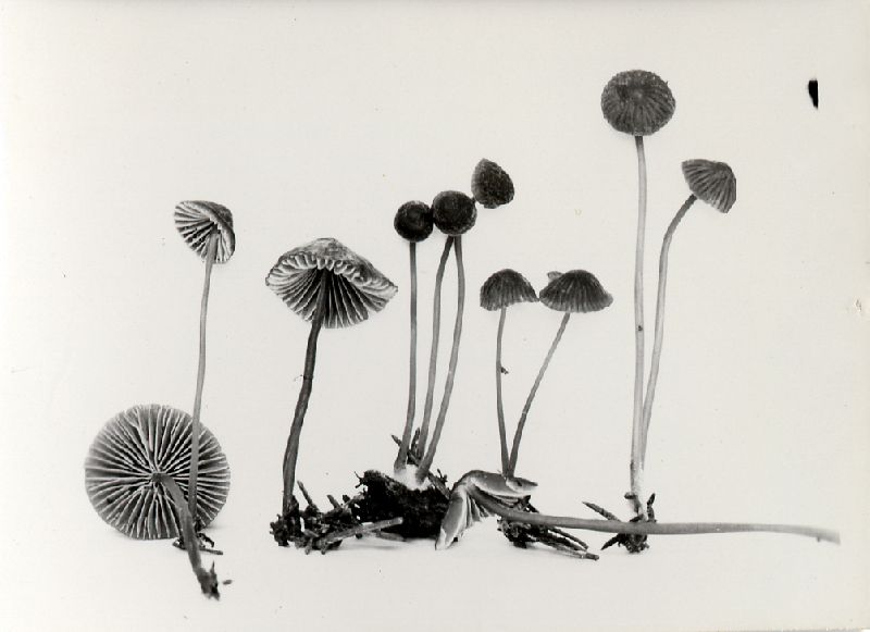 Mycena atrocyanea image