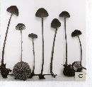 Mycena atrocyanea image