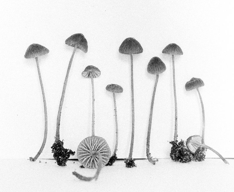 Mycena atrocyanea image
