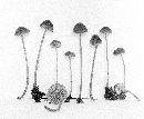 Mycena atrocyanea image