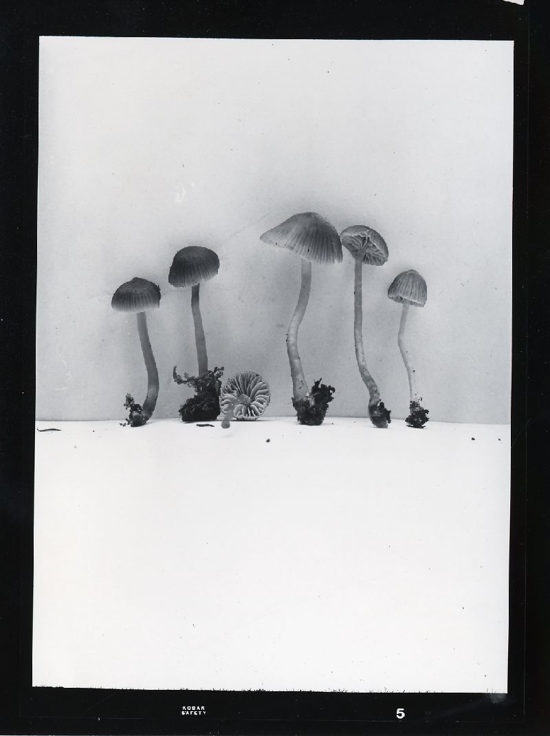 Mycena bisphaerigera image