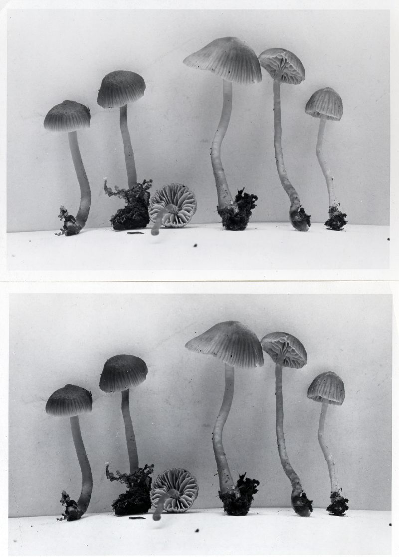 Mycena bisphaerigera image