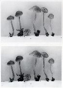 Mycena bisphaerigera image