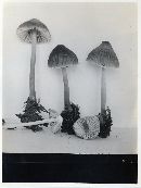 Mycena borealis image