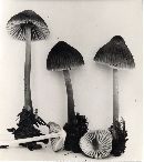 Mycena borealis image