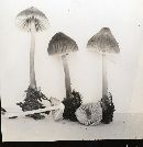 Mycena borealis image