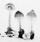 Mycena borealis image