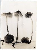 Mycena capillaripes image