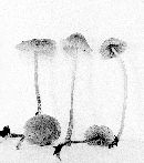 Mycena capillaripes image