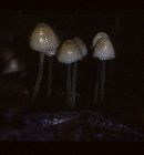 Mycena epipterygia var. cespitosa image
