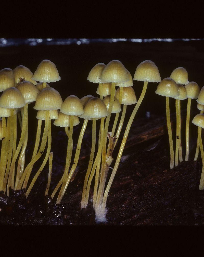 Mycena epipterygia var. cespitosa image