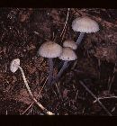Mycena inclinata image