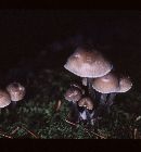 Mycena inclinata image