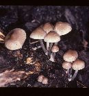 Mycena inclinata image